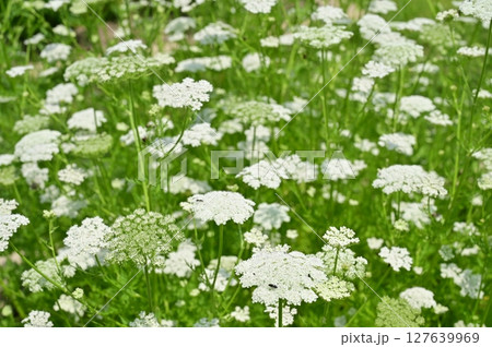 オカゼリ(セリ科)のニ年草 オカゼリ(セリ科)のニ年草 127639969