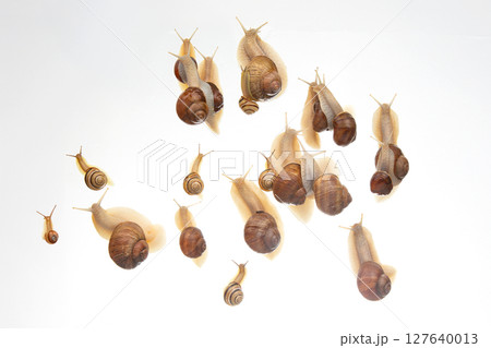 snails crawl in a group on a white background. Animal world in nature. snails crawl in a group on a white background. Animal world in nature. 127640013