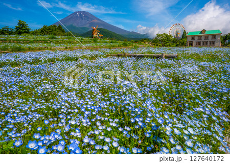 富士山　ネモフィラ 127640172
