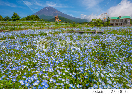 富士山 ネモフィラ 富士山 ネモフィラ 127640173