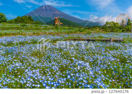 富士山　ネモフィラ 127640176