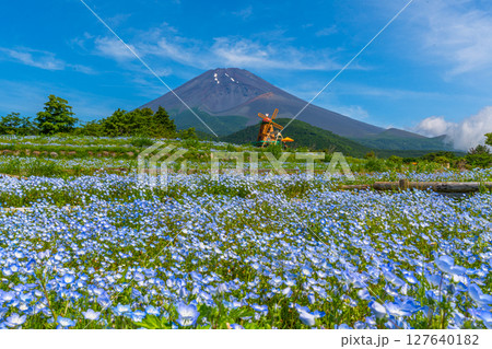 富士山 ネモフィラ 富士山 ネモフィラ 127640182