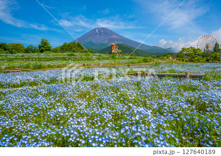 富士山 ネモフィラ 富士山 ネモフィラ 127640189