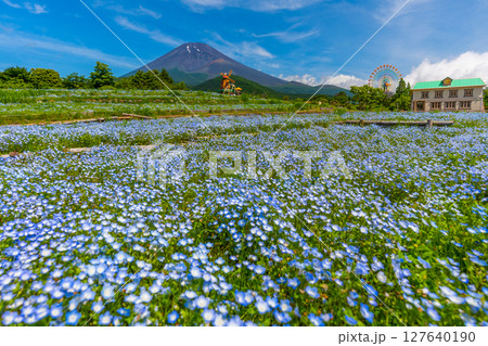 富士山　ネモフィラ 127640190