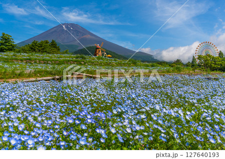 富士山　ネモフィラ 127640193