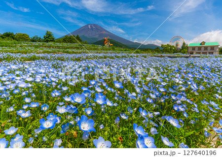 富士山　ネモフィラ 127640196