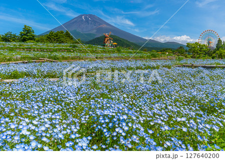 富士山　ネモフィラ 127640200