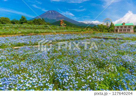 富士山 ネモフィラ 富士山 ネモフィラ 127640204