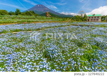 富士山 ネモフィラ 富士山 ネモフィラ 127640222