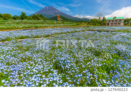 富士山　ネモフィラ 127640223