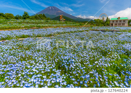 富士山 ネモフィラ 富士山 ネモフィラ 127640224