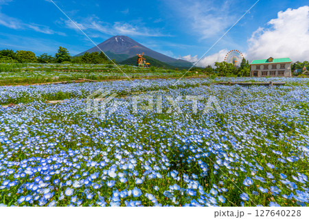 富士山　ネモフィラ 127640228