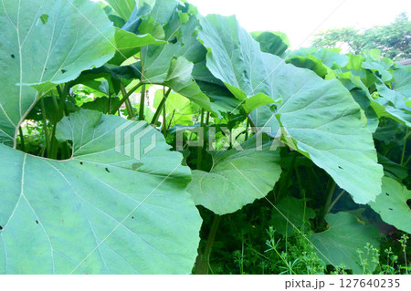 秋田蕗の大きな葉 127640235