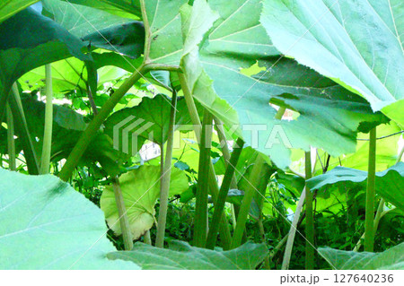 秋田蕗の大きな葉 127640236