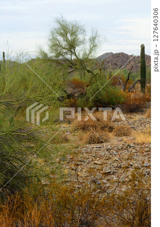 Winter San Tan Mountains Sonoran Desert Arizona Winter San Tan Mountains Sonoran Desert Arizona 127640306