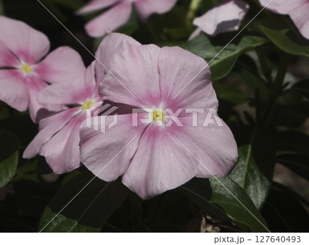 淡いピンクのマダガスカル・ペリウィンクル（ニチニチソウ）の花 127640493