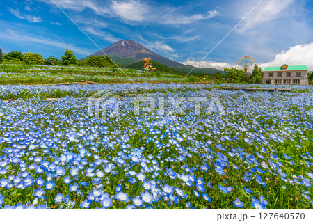 富士山　ネモフィラ　富士山2合目「ぐりんぱ」 127640570