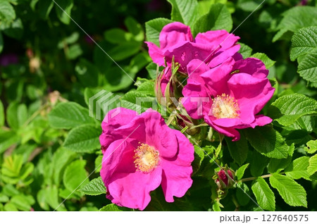 ハナマス(バラ科)落葉低木 ハナマス(バラ科)落葉低木 127640575