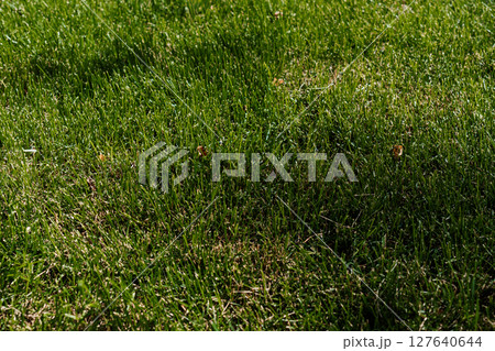 Lush Green Grass Lawn Close-up: Vibrant Blades, Natural Texture, Outdoor Scenery, Sunny Day, Healthy Turf, Environmental Background, Spring Season. 127640644
