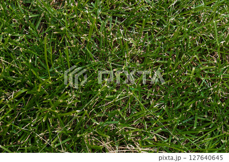 Lush Green St Augustine Grass Lawn Close-Up View, Vibrant Texture, Outdoor Ground Cover, Healthy Turf, Natural Vegetation, Bright Sunlight. Lush Green St Augustine Grass Lawn Close-Up View, Vibrant Texture, Outdoor Ground Cover, Healthy Turf, Natural Vegetation, Bright Sunlight. 127640645