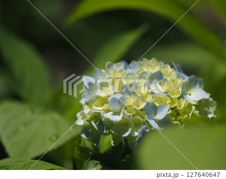 雨に濡れた紫陽花 雨に濡れた紫陽花 127640647