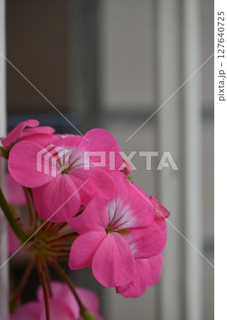 華やかで美しいピンク色の花弁のゼラニウム 華やかで美しいピンク色の花弁のゼラニウム 127640725