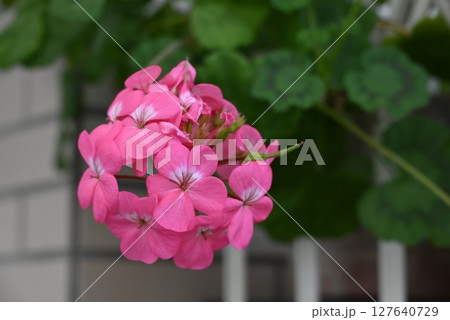 華やかで美しいピンク色の花弁のゼラニウム 127640729