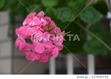 華やかで美しいピンク色の花弁のゼラニウム 華やかで美しいピンク色の花弁のゼラニウム 127640730