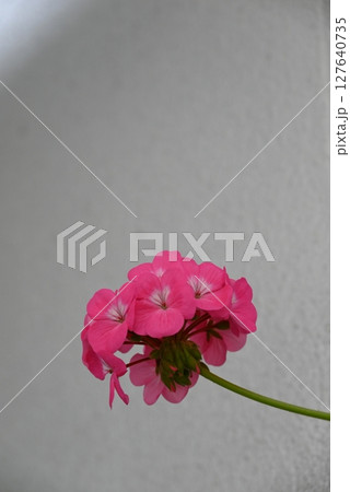 華やかで美しいピンク色の花弁のゼラニウム 127640735