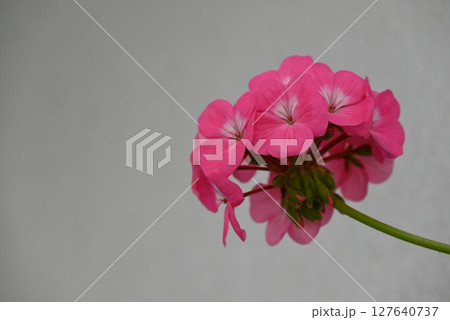 華やかで美しいピンク色の花弁のゼラニウム 華やかで美しいピンク色の花弁のゼラニウム 127640737