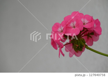 華やかで美しいピンク色の花弁のゼラニウム 華やかで美しいピンク色の花弁のゼラニウム 127640738