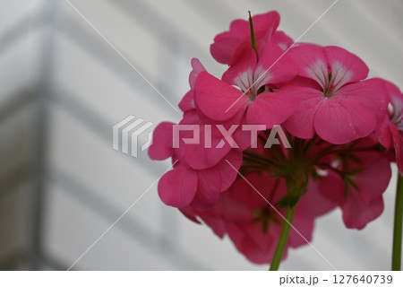 華やかで美しいピンク色の花弁のゼラニウム 華やかで美しいピンク色の花弁のゼラニウム 127640739