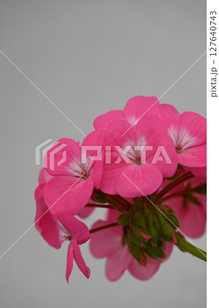 華やかで美しいピンク色の花弁のゼラニウム 127640743