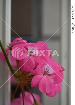 華やかで美しいピンク色の花弁のゼラニウム 華やかで美しいピンク色の花弁のゼラニウム 127640746