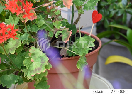 赤いゼラニウムの花 127640863