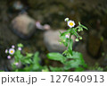 川のほとりに咲く可憐なハルジオン（東京・日本） 127640913