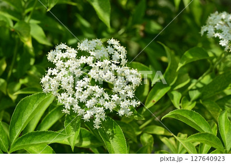 セイヨウニワトコ(レンプクソウ科)落葉低木 セイヨウニワトコ(レンプクソウ科)落葉低木 127640923