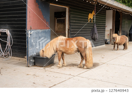 Shetland ponies feeding outdoors near stable in farm setting 127640943