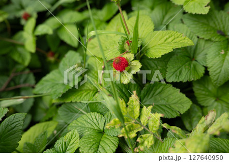 Wild red berries amidst lush green leaves 127640950