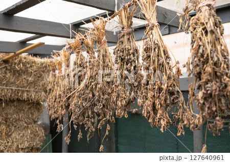 Dried plant bundles hanging in rustic outdoor shed structure Dried plant bundles hanging in rustic outdoor shed structure 127640961