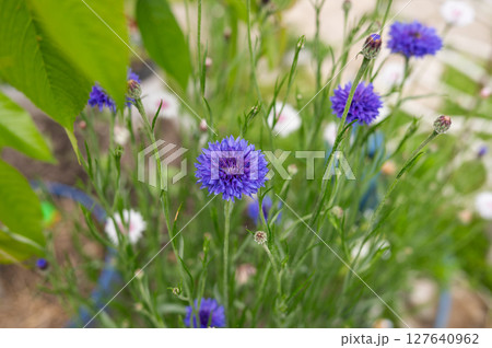 Vibrant purple and white wildflowers in a lush garden setting 127640962