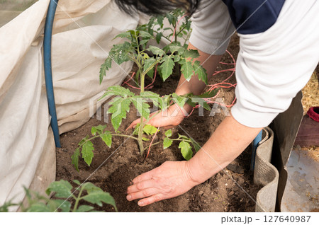 Female gardener planting tomato seedlings in greenhouse 127640987