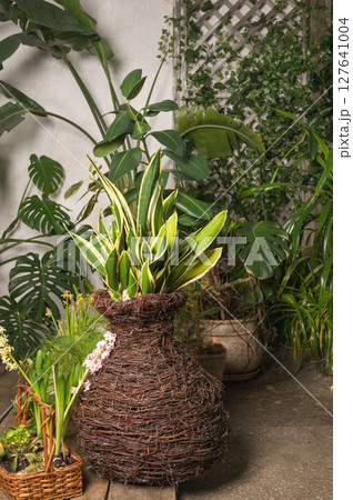 Lush indoor garden with snake plant in large wicker vase and various green foliage Lush indoor garden with snake plant in large wicker vase and various green foliage 127641004