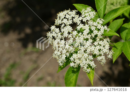 セイヨウニワトコ（レンプクソウ科）落葉低木 127641018