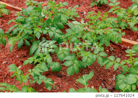 Lush potato plants grow in fertile soil, showcasing healthy foliage in garden setting. Lush potato plants grow in fertile soil, showcasing healthy foliage in garden setting. 127641024