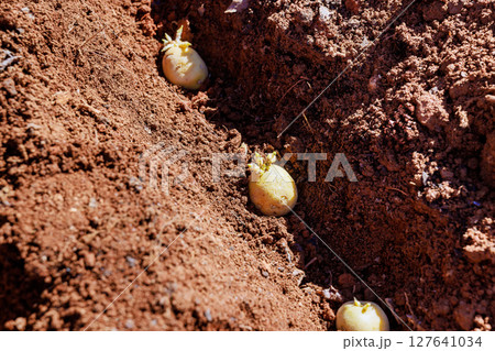 Freshly planted potatoes peek through rich soil, indicating the start of a bountiful harvest on a sunny day. 127641034