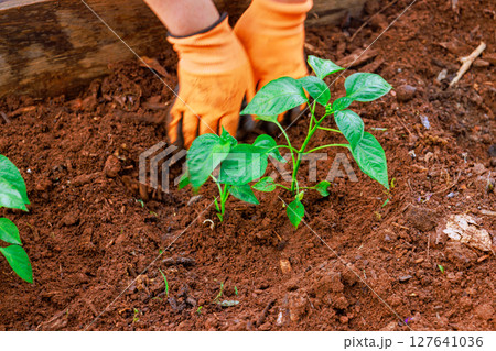 Hands in gloves carefully plant young pepper seedling in garden bed, enhancing vibrant greenery. 127641036
