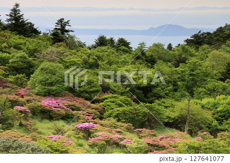 長崎県の仁田峠に咲くツツジ 127641077