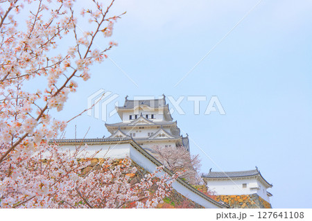 兵庫県姫路市、満開の桜と姫路城の風景 127641108