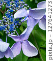 朝顔の花びら 127641273